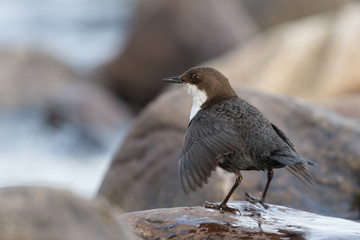 Eurasische Wasseramsel, White-throated Dipper, Cinclus cinclus