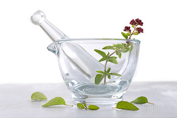 Origan - Plante aromatique & Médicinale