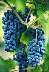 Bunche of blue grapes in a garden