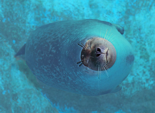seals sleeping on the surface of the water