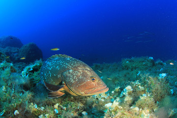 Dusky Grouper fish in Mediterranean Sea