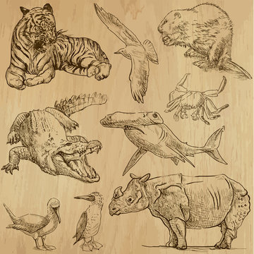 Animals around the World (part 5). Collection of hand drawings.