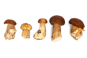 Fresh and beautiful mushrooms