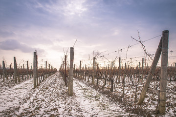 winter vineyard