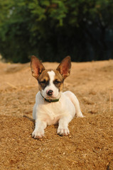 Lovely puppy lying portrait