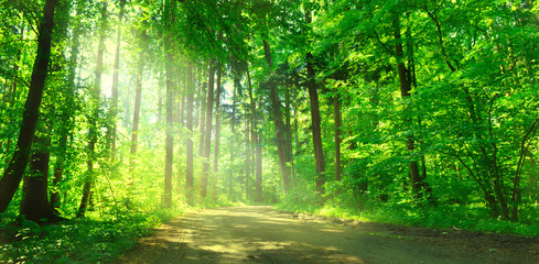 Leśna ścieżka w słonecznym lesie