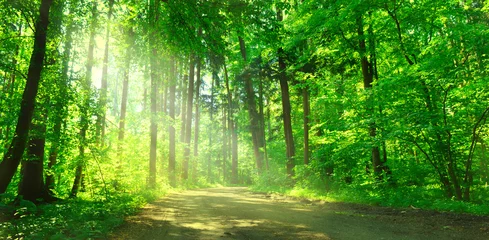 Gartenposter Wälder Waldweg mit Sonnenschein