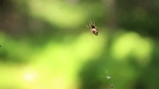 Araign&eacute;e t&ecirc;te de mort