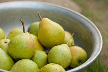 Pear fruits in bowl