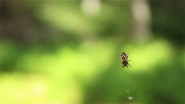 Araign&eacute;e t&ecirc;te de mort attaque