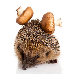 hedgehog isolated.