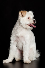White dog on black background.
