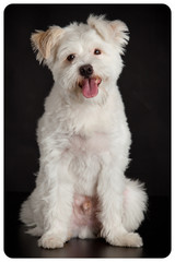 Young white dog on black background