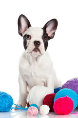 Happy puppy of the french bulldog  on a white background