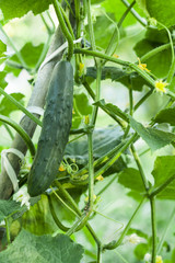 cucumber growing on the vine