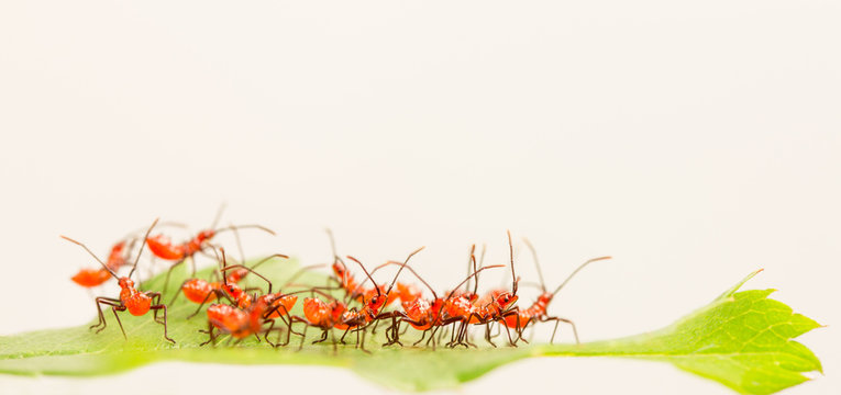 Red wheel bug nymphs macro