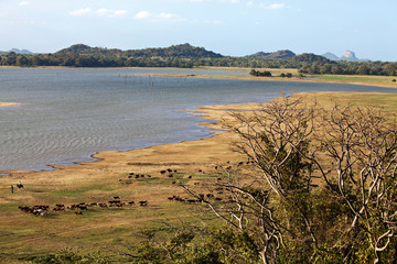 Lake in Sri Lanka