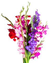 multicolored flowers gladiolus - obrazy, fototapety, plakaty