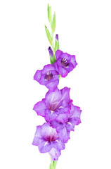 multicolored flowers gladiolus