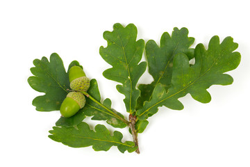 acorn with leaf