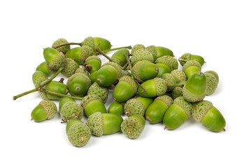 acorns isolated on white