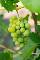 green grapes growing