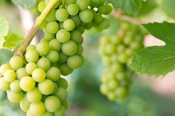green grapes growing