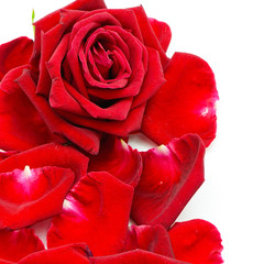 red rose