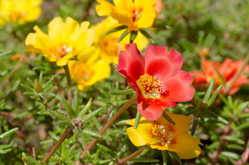 Красивые декоративные цветы