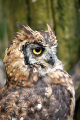 hibou grand duc africain