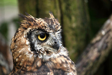 hibou grand duc africain