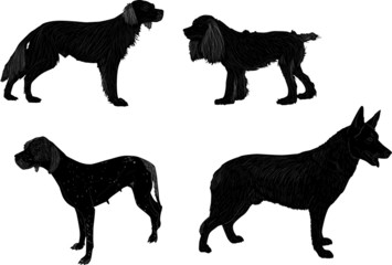 four black isolated on white dogs