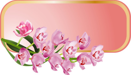 isolated frame with pink orchids
