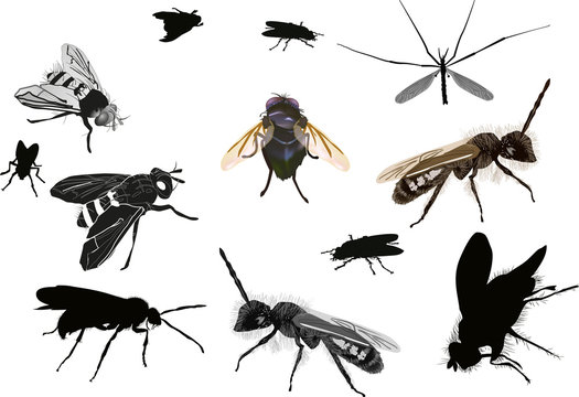 isolated dipterous insects collection