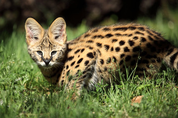 serval