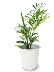 bamboo palm - 55136570