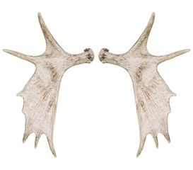 Elk moose antlers