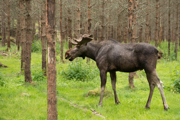 Fototapeta premium Moose in the woods