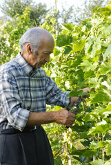 Senior man cutting vine