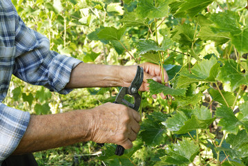 Senior man cutting vine