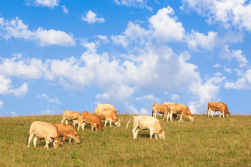 Naklejka na ściany i meble Cows wearing bells are grazing in a beautiful green meadow in t