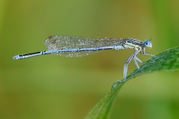 Platycnemis pennipes, maschio