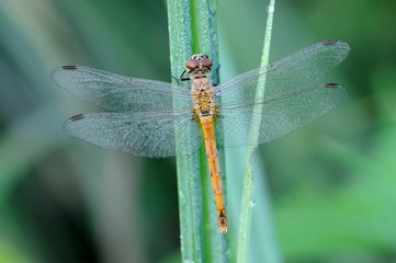 Sympetrum depressiusculum, femmina