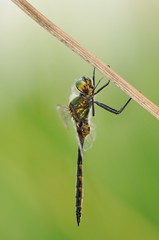 Somatochlora flavomaculata