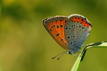 Lycaena dispar