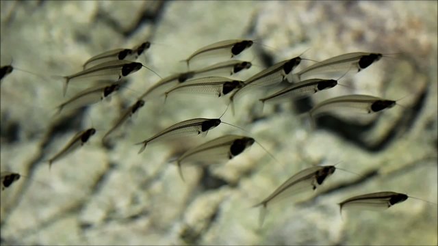 Indischer Glaswels (Glass Catfish)
