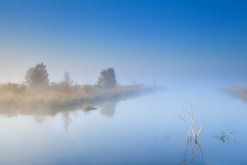 trees on lake in fog