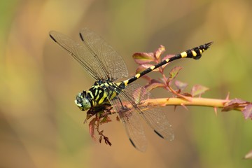 ウチワヤンマ © masayuki