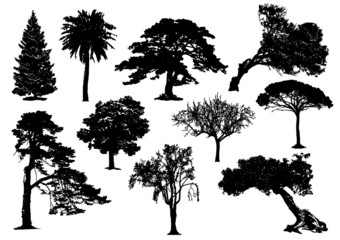 Fototapeta premium trees silhouette 001