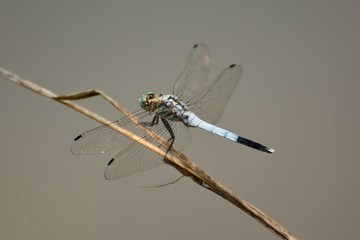 シオカラトンボ © masayuki